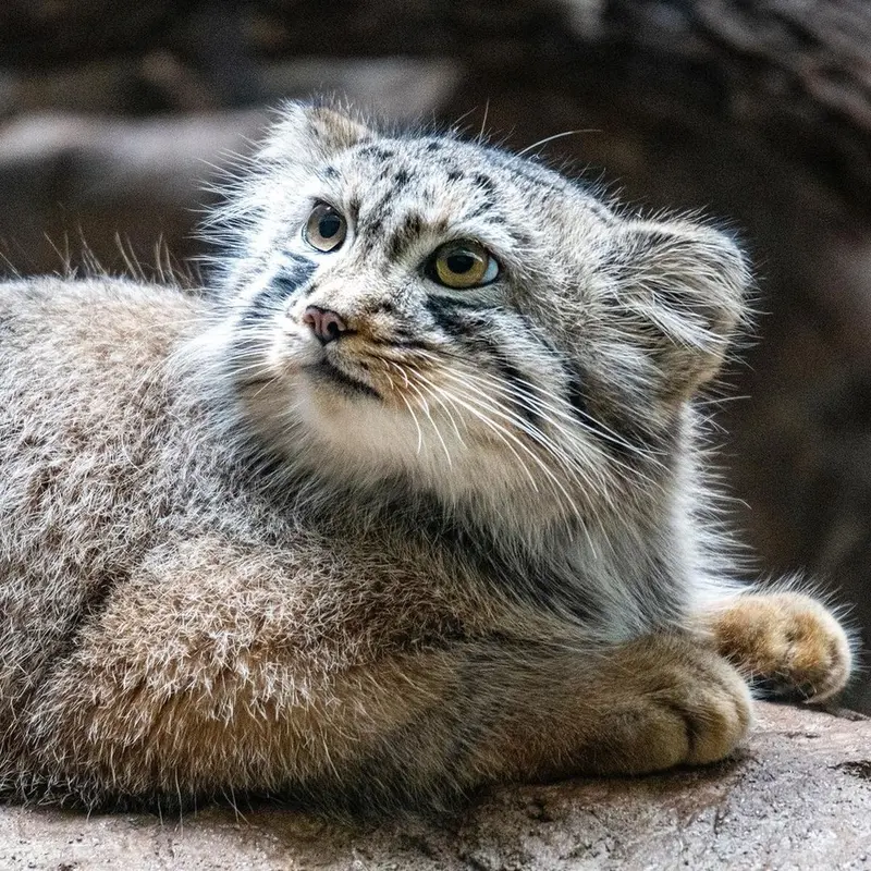 A photograph of Midas in Birmingham Zoo