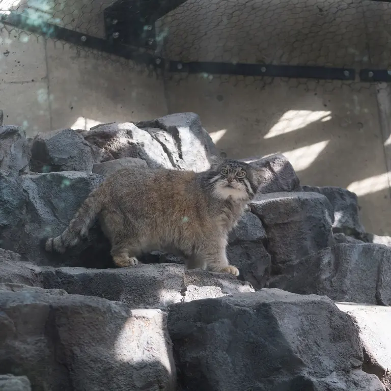 A photograph of Grusha in Asahiyama Zoo