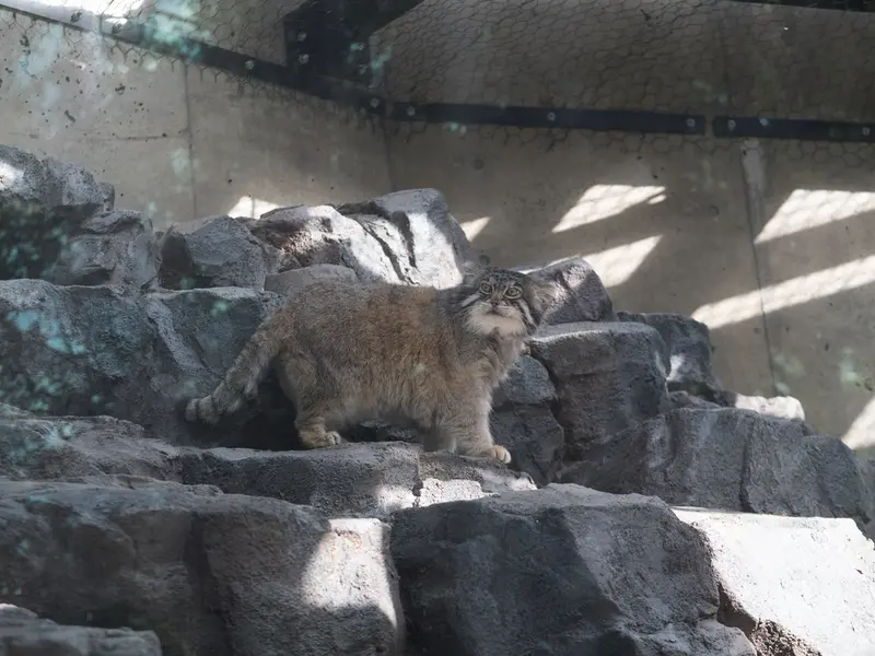 A photograph of Grusha in Asahiyama Zoo