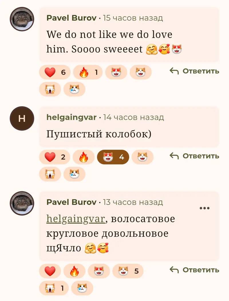 A photograph of a Pallas's cat