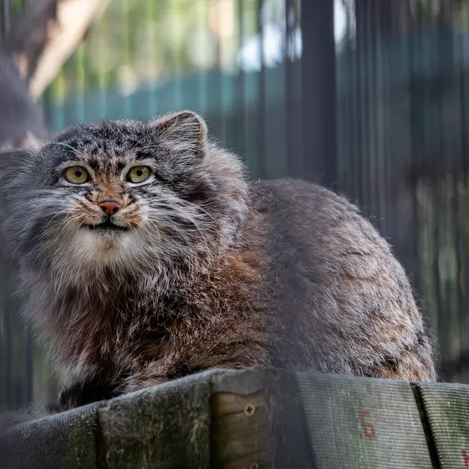 A photograph of Grey in Novosibirsk Zoo