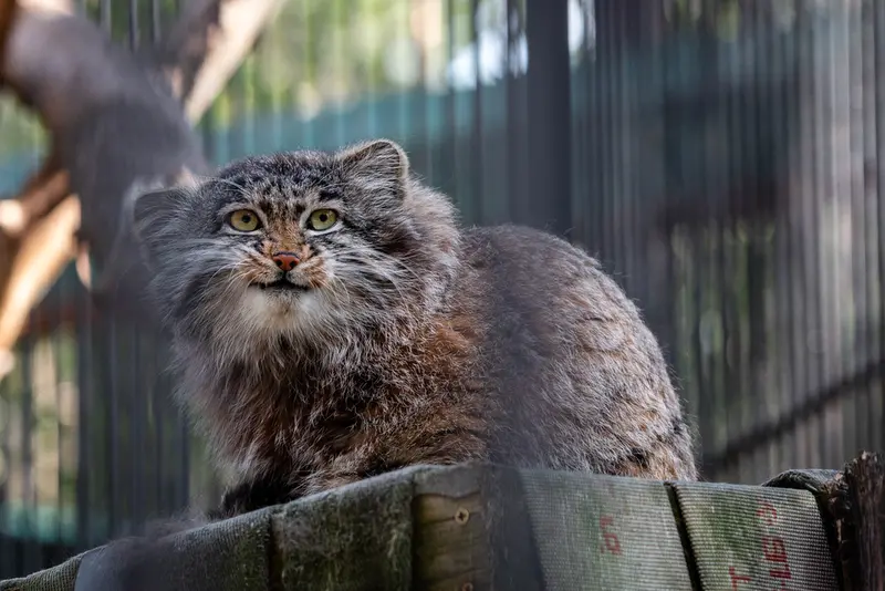 A photograph of Grey in Novosibirsk Zoo