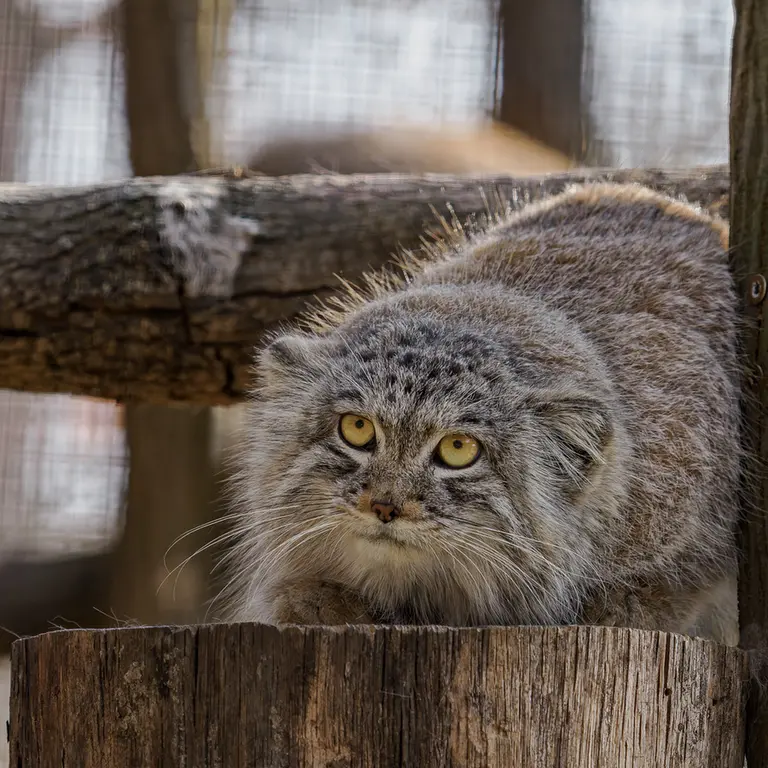A photograph of Ariunaa in Brno Zoo
