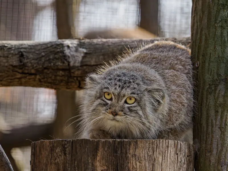 A photograph of Ariunaa in Brno Zoo