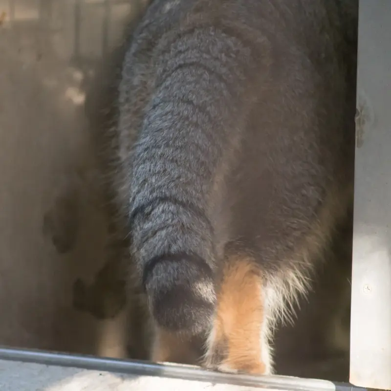 A photograph of Figa in Nogeyama Zoo