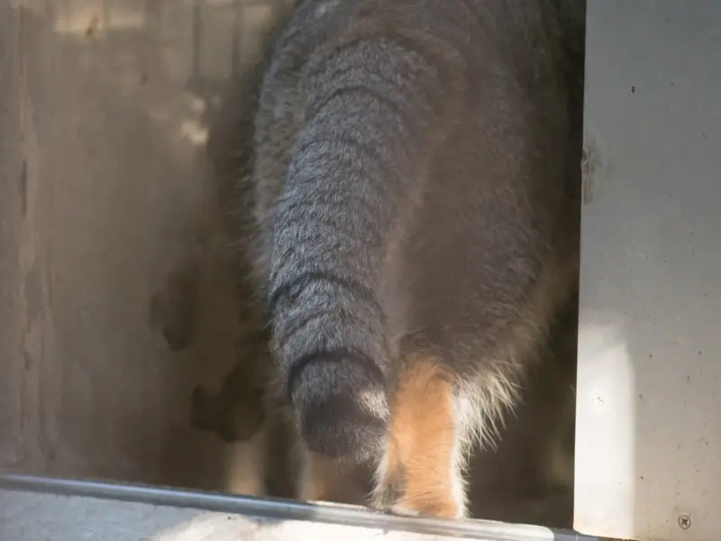 A photograph of Figa in Nogeyama Zoo