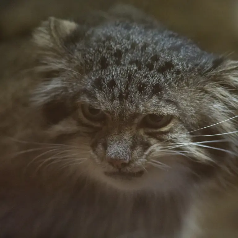 A photograph of Klyon in Ueno Zoological Gardens