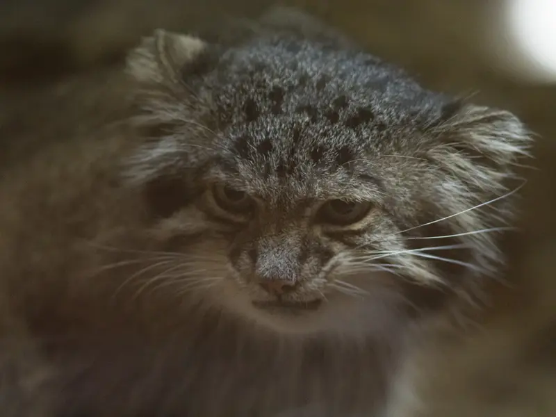 A photograph of Klyon in Ueno Zoological Gardens