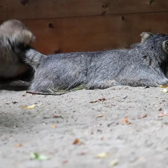 A photograph of a Pallas's cat in Novosibirsk Zoo