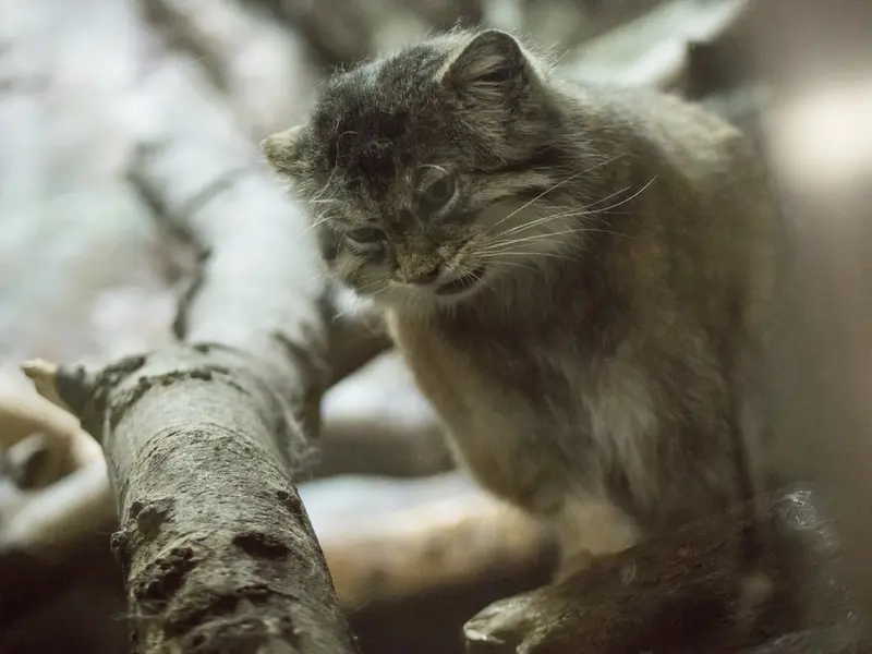 A photograph of Primula in Ueno Zoological Gardens