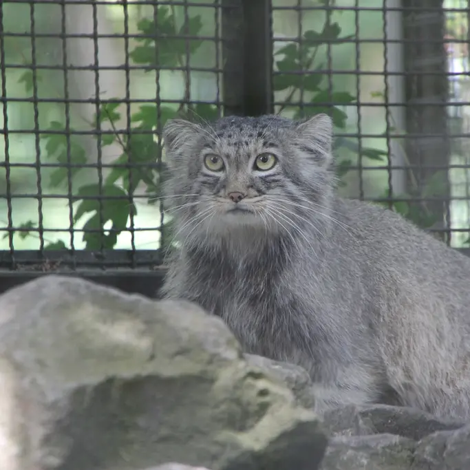A photograph of Arthur in Neuwied Zoo