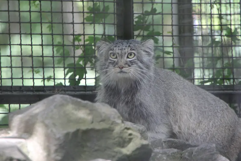 A photograph of Arthur in Neuwied Zoo