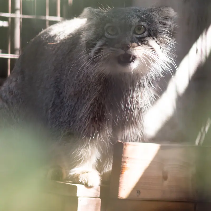 A photograph of Figa in Nogeyama Zoo