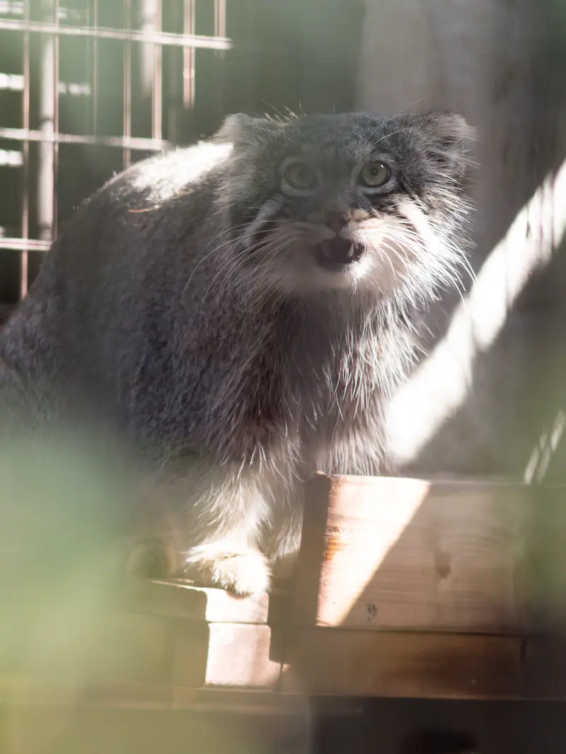 A photograph of Figa in Nogeyama Zoo