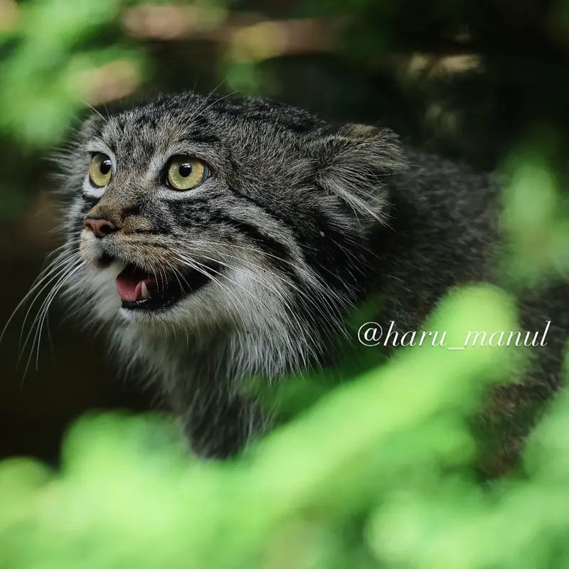 A photograph of Abrikos in Nasu Animal Kingdom