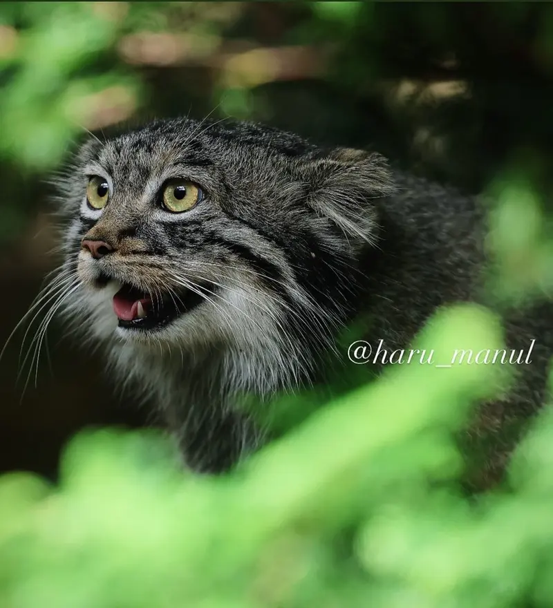 A photograph of Abrikos in Nasu Animal Kingdom