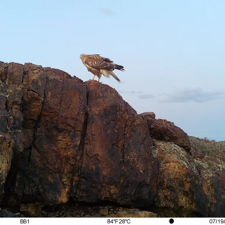 A photograph of Long-legged buzzard from Aktas-Kunkora [new] camera trap