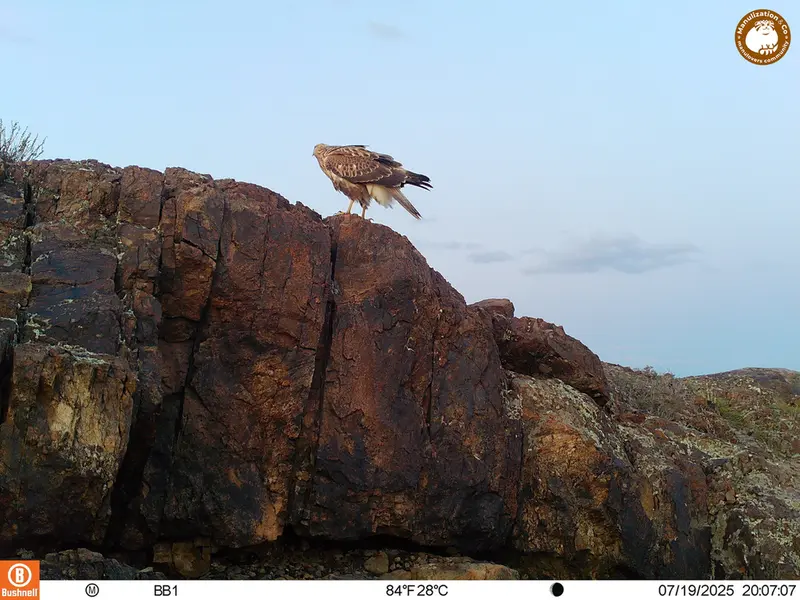 A photograph of Long-legged buzzard from Aktas-Kunkora [new] camera trap