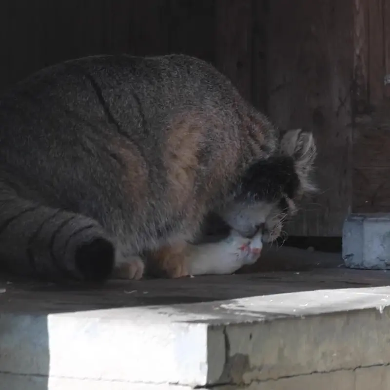 A photograph of a Pallas's cat in Moscow zoo