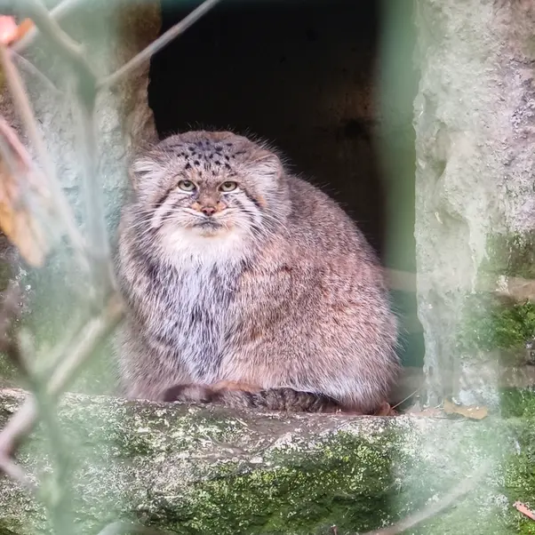 A photograph of Maneki-Neko in Tierpark Berlin