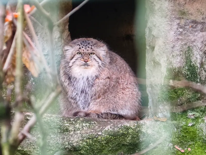 A photograph of Maneki-Neko in Tierpark Berlin