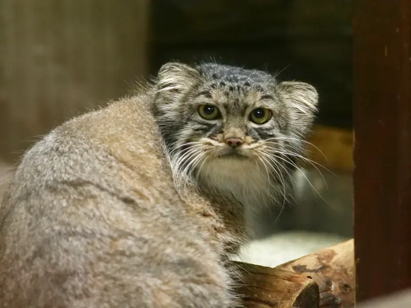 A photograph of Shafran in Ueno Zoological Gardens