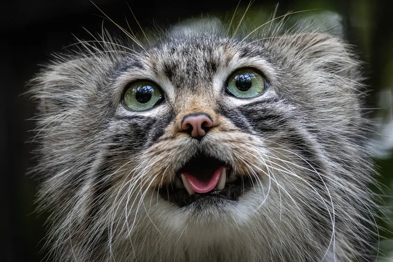 A photograph of Gabi in Novosibirsk Zoo