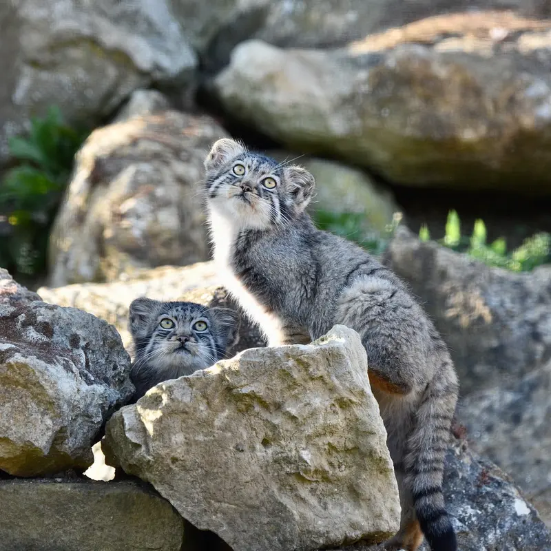 A photograph of a Pallas's cat in Port Lympne Wild Animal Park