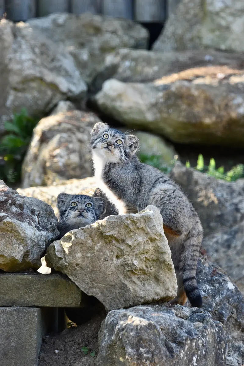 A photograph of a Pallas's cat in Port Lympne Wild Animal Park