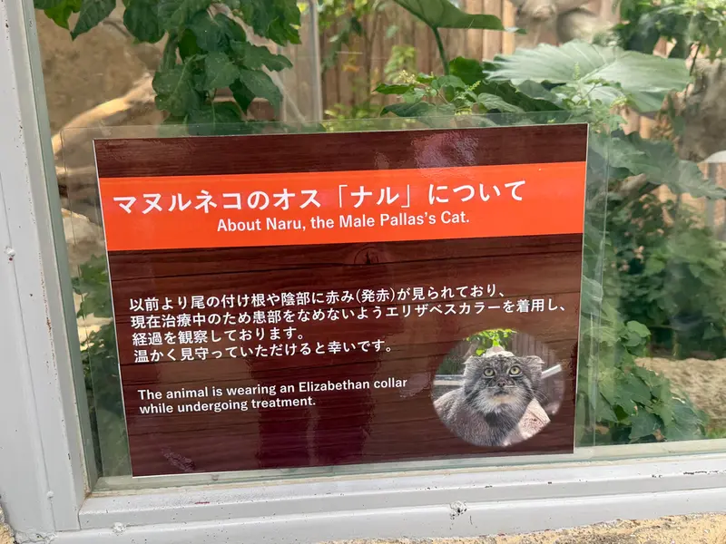 A photograph of a Pallas's cat