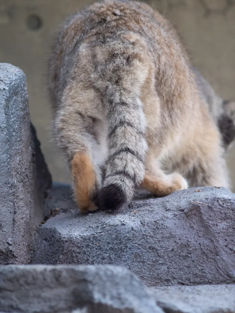 A photograph of Grusha in Asahiyama Zoo