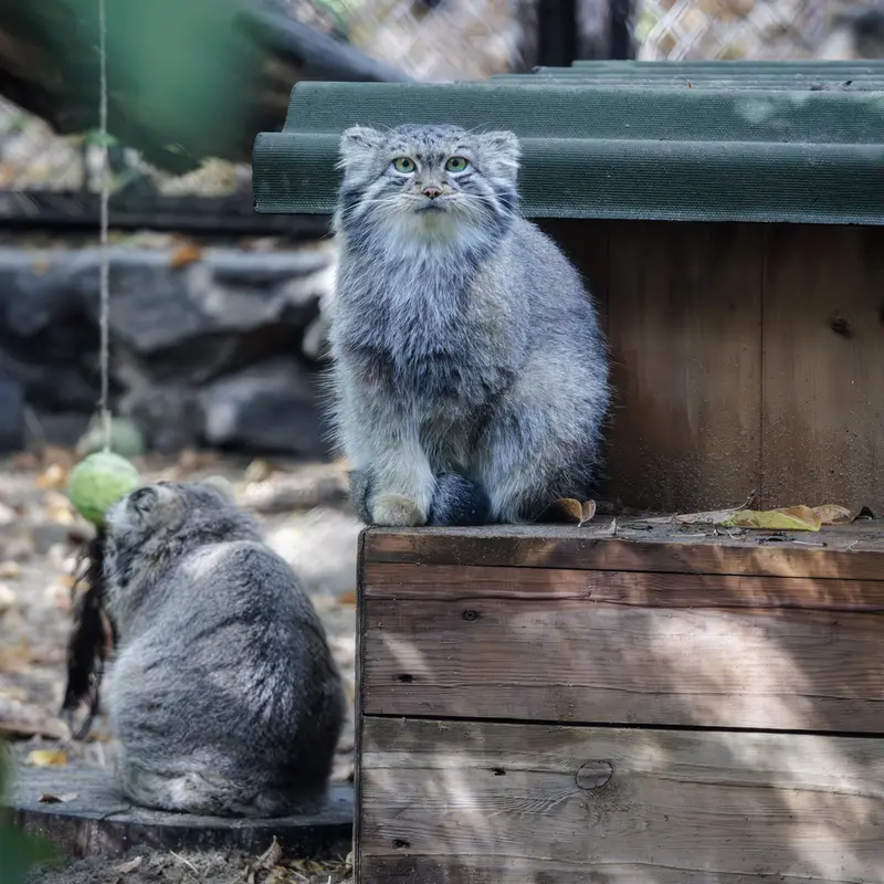 A photograph of Snezhana in Novosibirsk Zoo