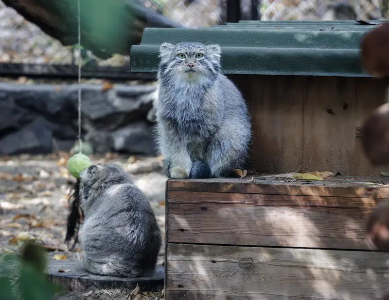 A photograph of Snezhana in Novosibirsk Zoo