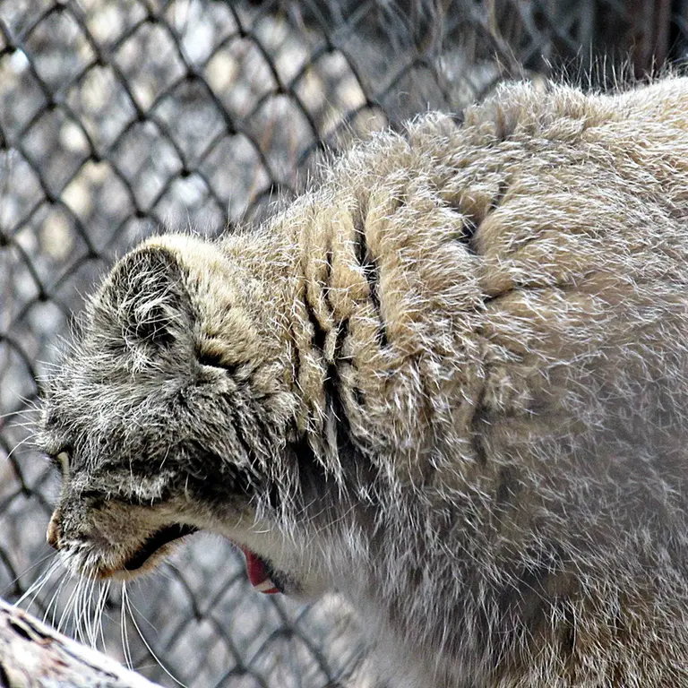 A photograph of Zelenogorsk in Novosibirsk Zoo