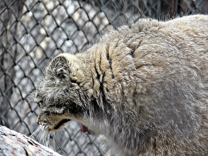 A photograph of Zelenogorsk in Novosibirsk Zoo