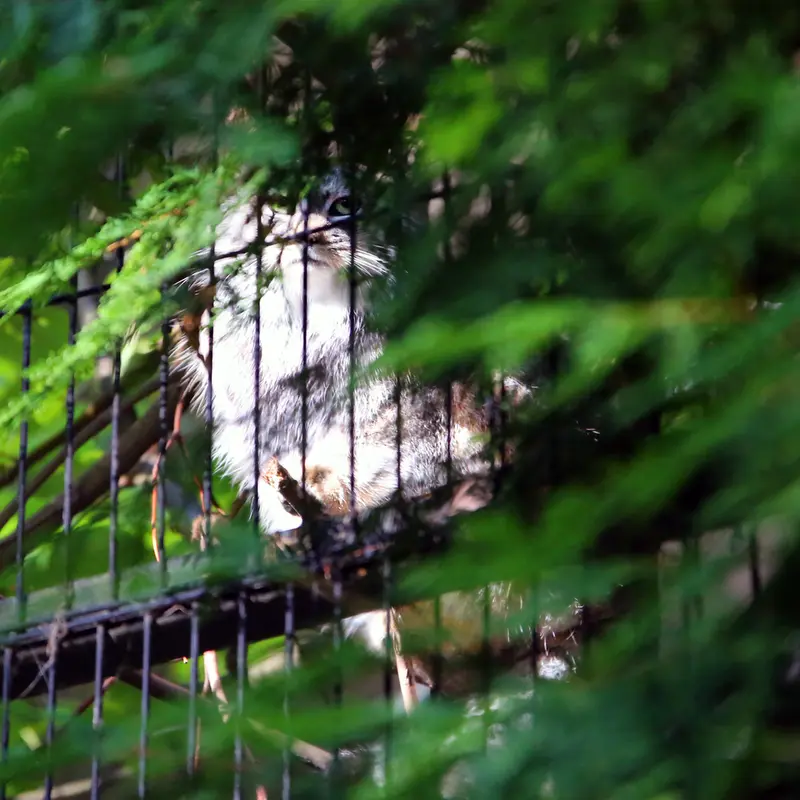 A photograph of Tsas in Kraków Zoo