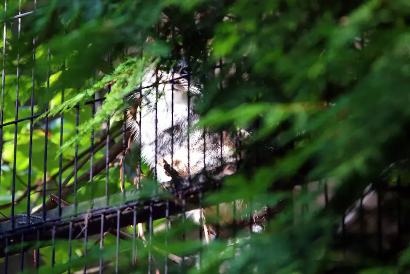 A photograph of Tsas in Kraków Zoo