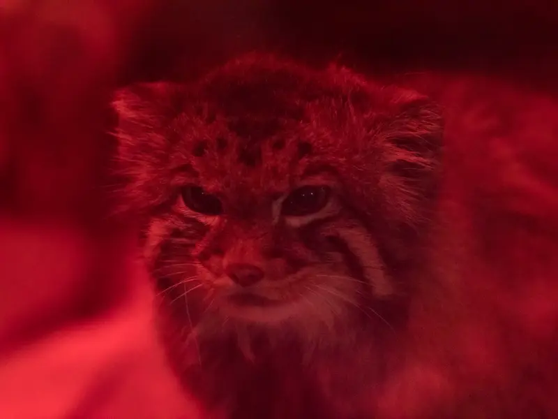 A photograph of Naim in Ueno Zoological Gardens