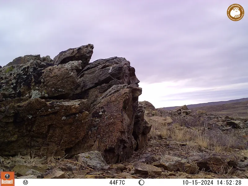 A photograph of a Pallas&#039;s cat from Karashoky camera trap