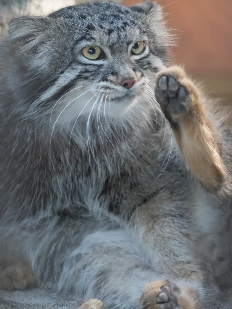 A photograph of Figa in Nogeyama Zoo