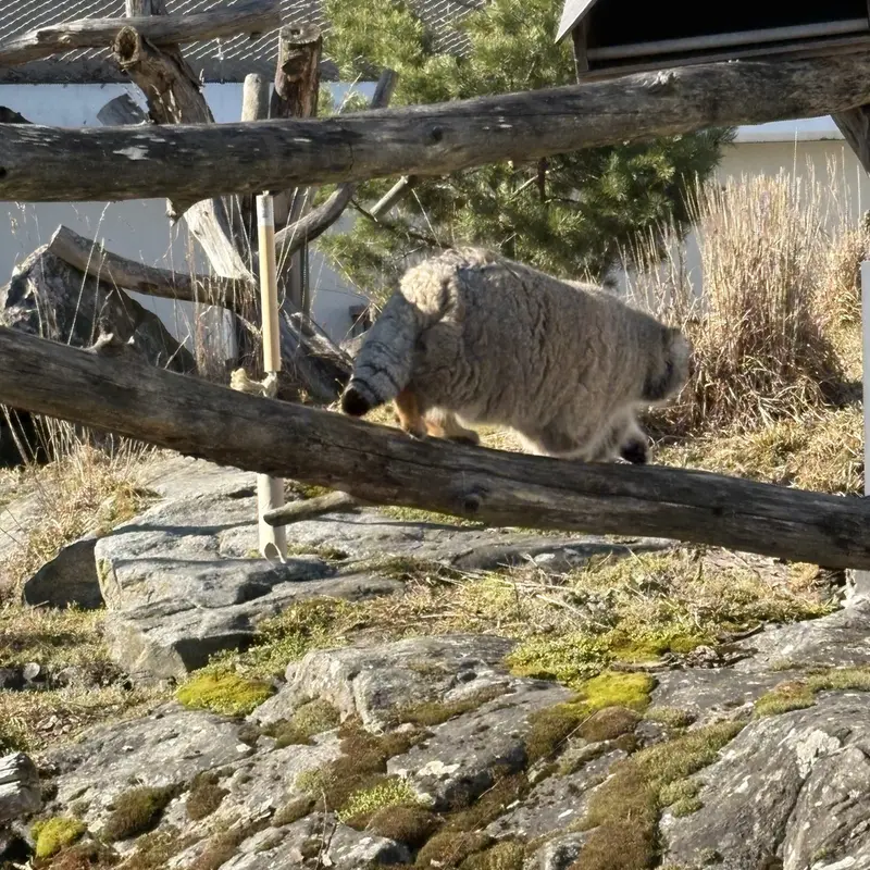 A photograph of Mimi in Korkeasaari Zoo