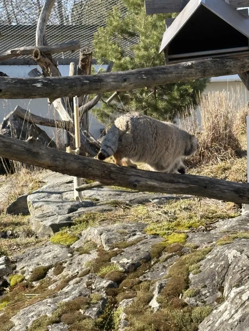A photograph of Mimi in Korkeasaari Zoo