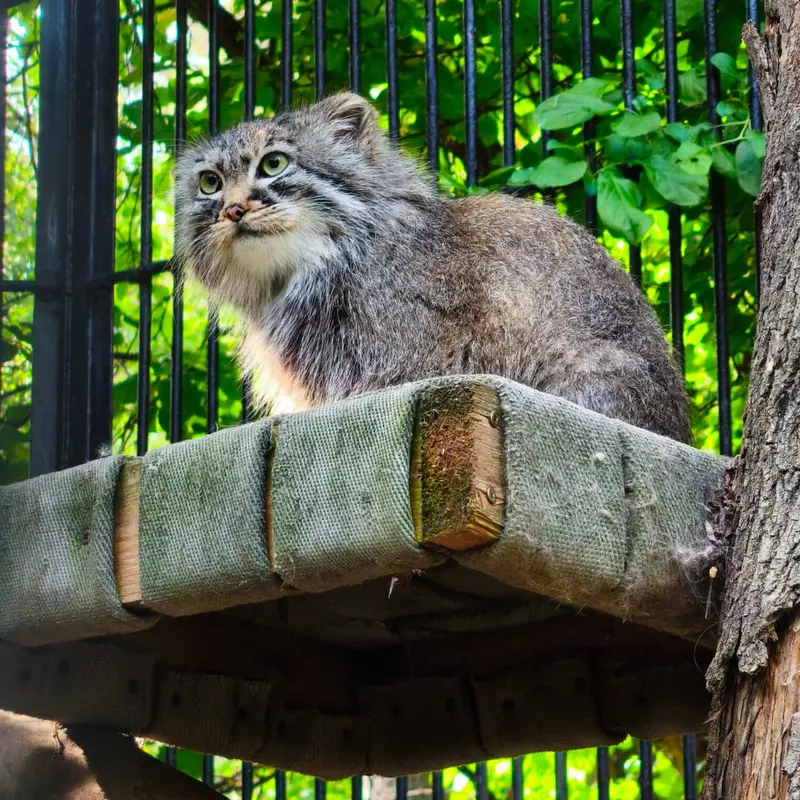 A photograph of a Pallas's cat in Novosibirsk Zoo