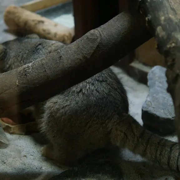 A photograph of a Pallas's cat in Ueno Zoological Gardens