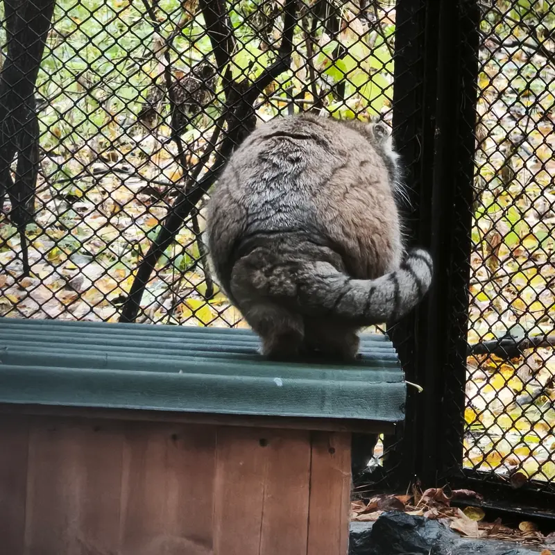 A photograph of Lastochka in Novosibirsk Zoo