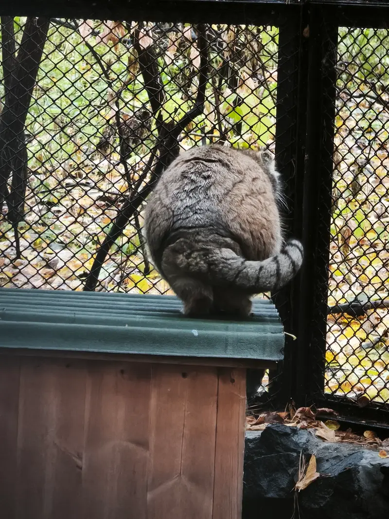 A photograph of Lastochka in Novosibirsk Zoo