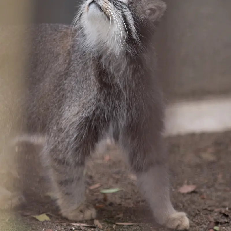 A photograph of Figa in Nogeyama Zoo