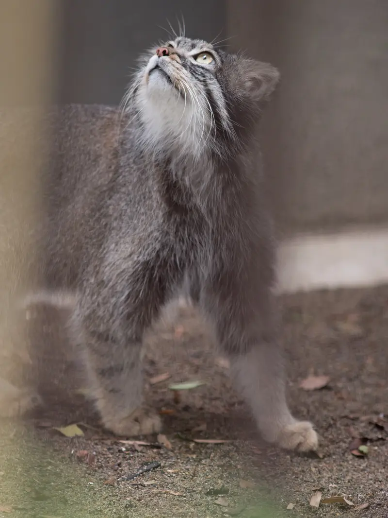 A photograph of Figa in Nogeyama Zoo