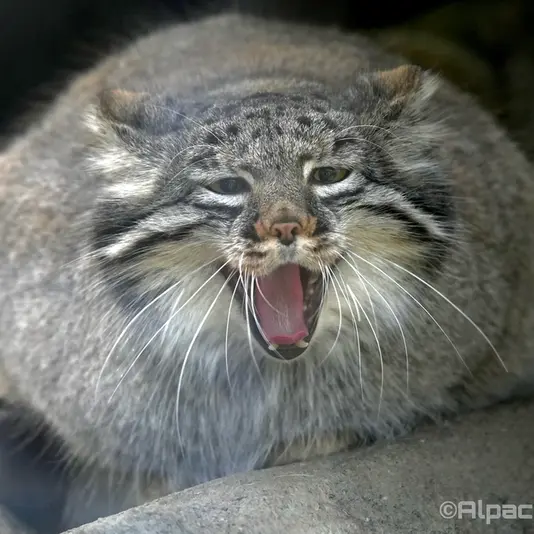 A photograph of Mei in Kobe Animal Kingdom