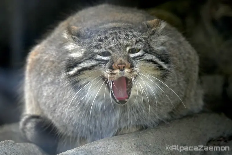 A photograph of Mei in Kobe Animal Kingdom